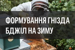 Формування гнізда бджіл на зиму ☃️ фото