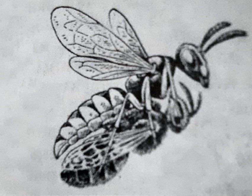 Частинки бджолиного вірусу завбільшки 30 нм сферичної будови (фото з електронного мікроскопа)